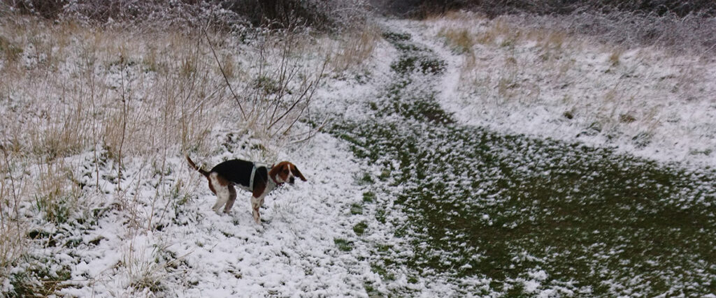 Beagle playing in the snow