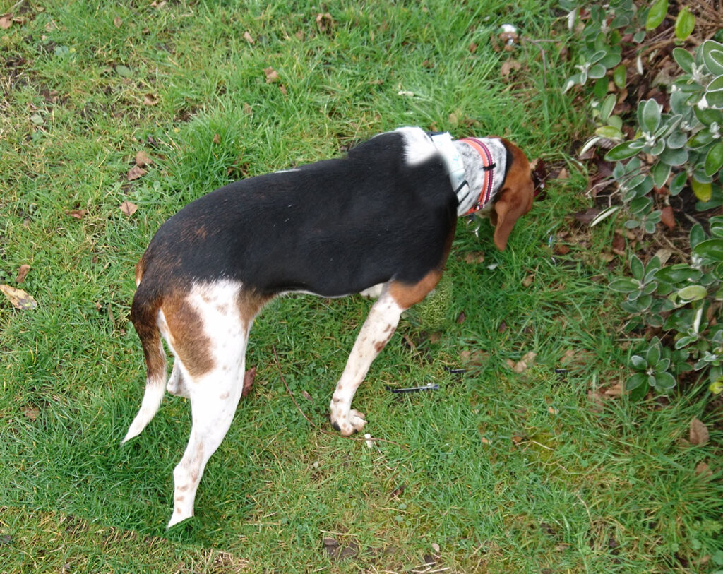 Beagle dog sniffing a bush