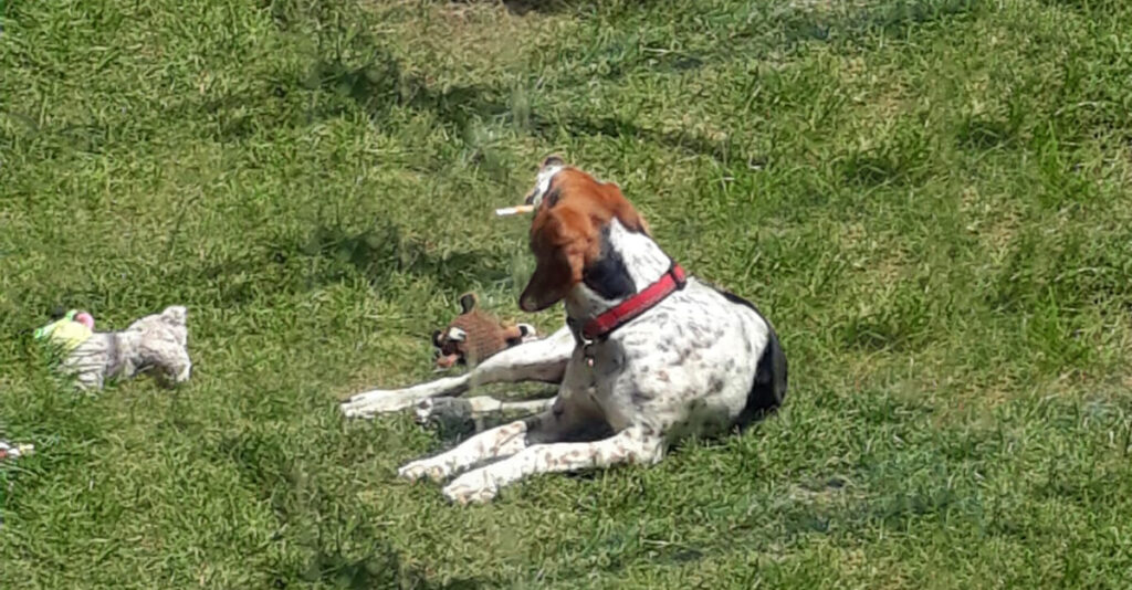Beagle eating a treat