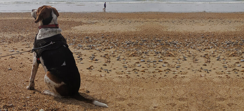 Insurance for dog on a beach