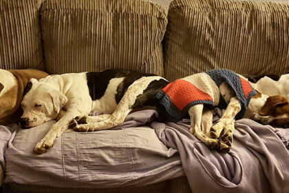 Dogs Sleeping On A Sofa
