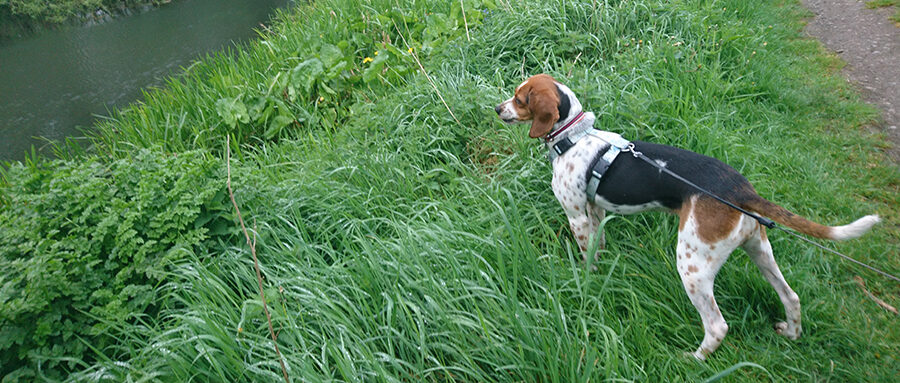 Walking a dog by the river