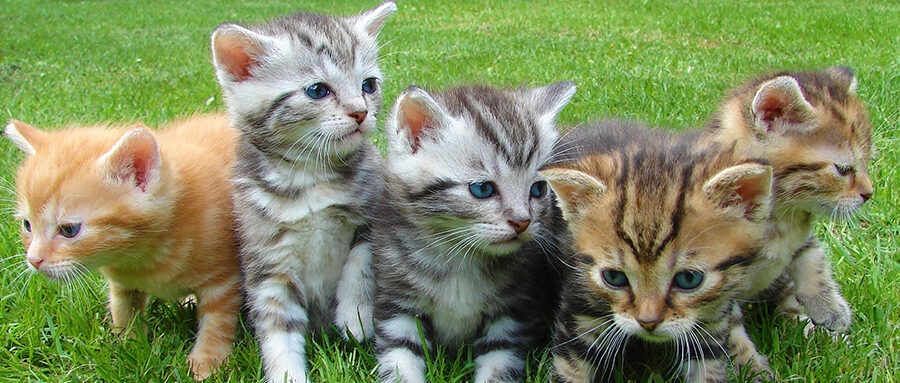 Five Kittens A Row